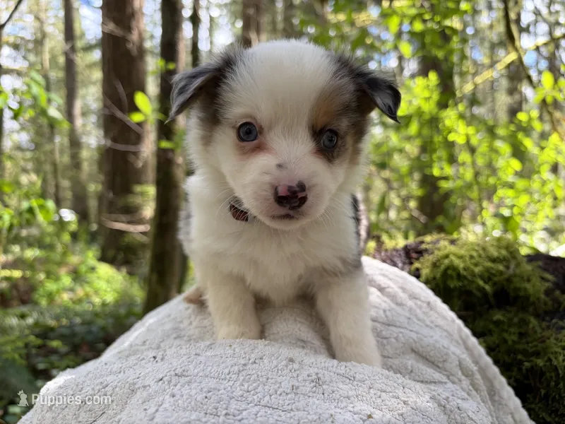 Harmony – Miniature Australian Shepherd puppy for sale in Tacoma, WA
