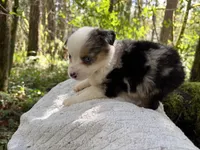 Harmony, a male Miniature Australian Shepherd for sale in Tacoma, WA – Photo 5 of 5