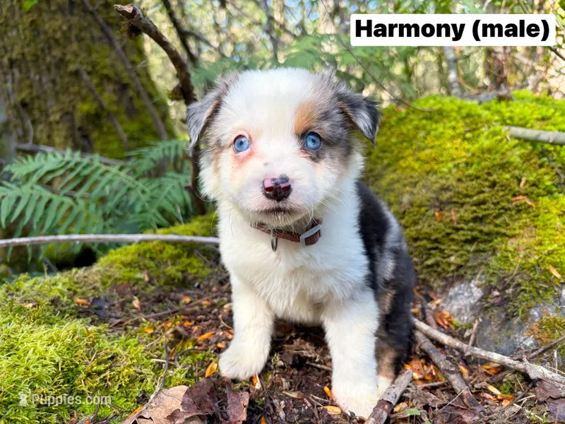Harmony – Miniature Australian Shepherd puppy for sale in Tacoma, WA