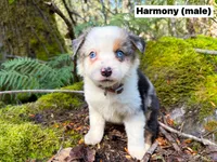 Harmony, a male Miniature Australian Shepherd for sale in Tacoma, WA – 7 of 10
