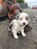 Harmony, a male Miniature Australian Shepherd for sale in Tacoma, WA – 9 of 10