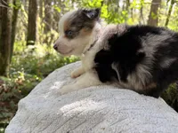 Harmony, a male Miniature Australian Shepherd for sale in Tacoma, WA – Photo 3 of 5