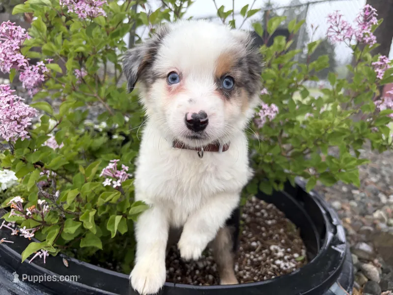 Harmony – Miniature Australian Shepherd puppy for sale in Tacoma, WA
