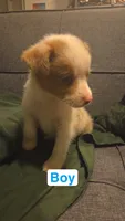 Wrangler, a male Miniature Australian Shepherd for sale in Tacoma, WA – 2 of 2