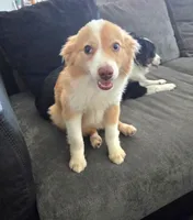 Nugget, a male Toy Australian Shepherd for sale in Tacoma, WA – 3 of 3