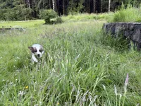 Jasper, a male Miniature Australian Shepherd for sale in Tacoma, WA – 8 of 10