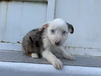 Vader, a male Miniature Australian Shepherd for sale in Tacoma, WA – 2 of 5