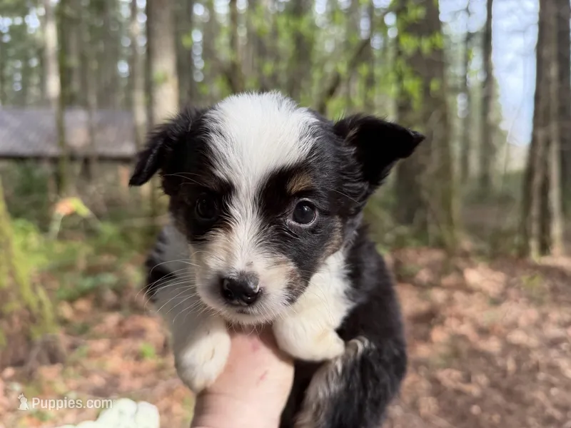 Lark – Miniature Australian Shepherd puppy for sale in Tacoma, WA