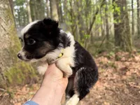 Lark, a male Miniature Australian Shepherd for sale in Tacoma, WA – Photo 7 of 7