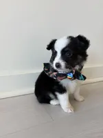 Lark, a male Miniature Australian Shepherd for sale in Tacoma, WA – Photo 6 of 7