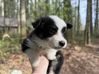 Lark, a male Miniature Australian Shepherd for sale in Tacoma, WA – Photo 2 of 7