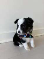 Lark, a male Miniature Australian Shepherd for sale in Tacoma, WA – Photo 3 of 7