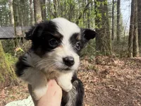 Lark, a male Miniature Australian Shepherd for sale in Tacoma, WA – Photo 5 of 7