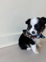 Lark, a male Miniature Australian Shepherd for sale in Tacoma, WA – Photo 4 of 7