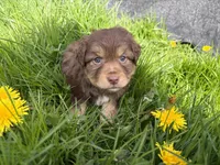 Bud, a male Miniature Australian Shepherd for sale in Tacoma, WA – Photo 5 of 7