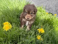 Bud, a male Miniature Australian Shepherd for sale in Tacoma, WA – Photo 3 of 7