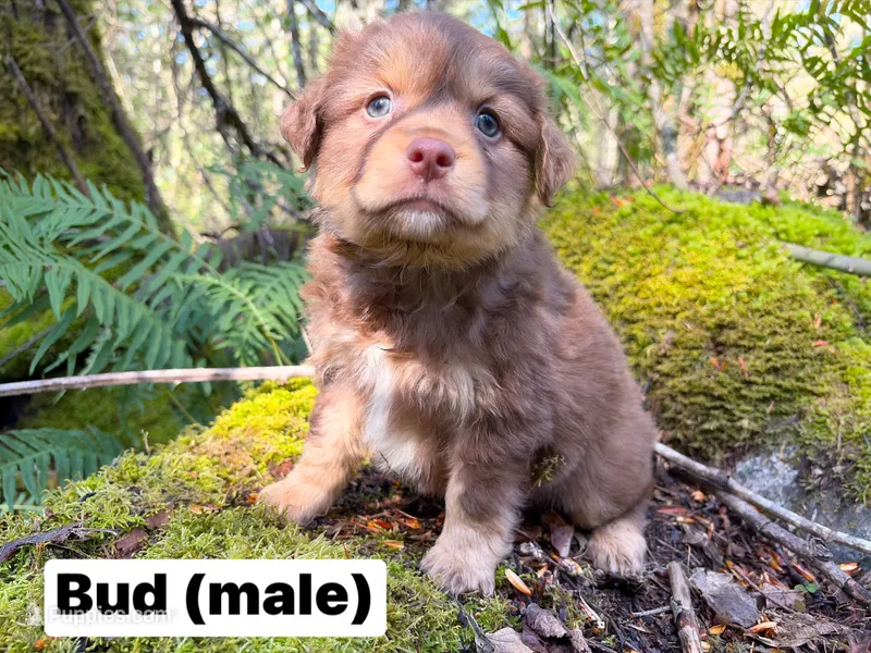 Bud – Miniature Australian Shepherd puppy for sale in Tacoma, WA