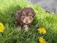Bud, a male Miniature Australian Shepherd for sale in Tacoma, WA – Photo 4 of 7