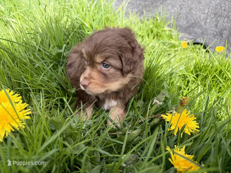 Bud – Miniature Australian Shepherd puppy for sale in Tacoma, WA