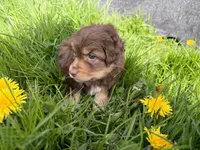 Bud, a male Miniature Australian Shepherd for sale in Tacoma, WA – Photo 1 of 7