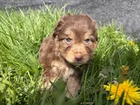 Bud, a male Miniature Australian Shepherd for sale in Tacoma, WA – Photo 2 of 7