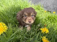 Bud, a male Miniature Australian Shepherd for sale in Tacoma, WA – Photo 6 of 7