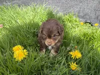 Bud, a male Miniature Australian Shepherd for sale in Tacoma, WA – Photo 7 of 7