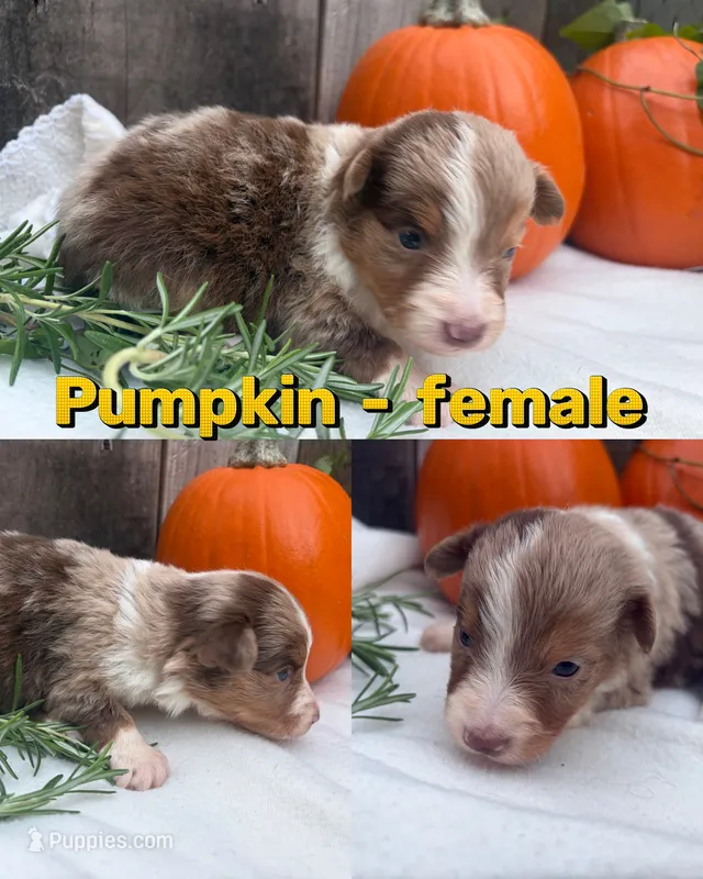 Pumpkin  – Toy Australian Shepherd puppy for sale in Tacoma, WA
