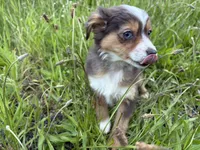 Echo, a female Miniature Australian Shepherd for sale in Tacoma, WA – 2 of 7