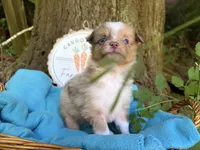 Liberty Belle, a female Toy Australian Shepherd for sale in Tacoma, WA – 9 of 10