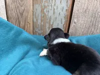 Legladon, a female Toy Australian Shepherd for sale in Tacoma, WA – 2 of 3