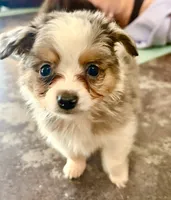 Pa-Terydactyl, a male Toy Australian Shepherd for sale in Tacoma, WA – 4 of 10