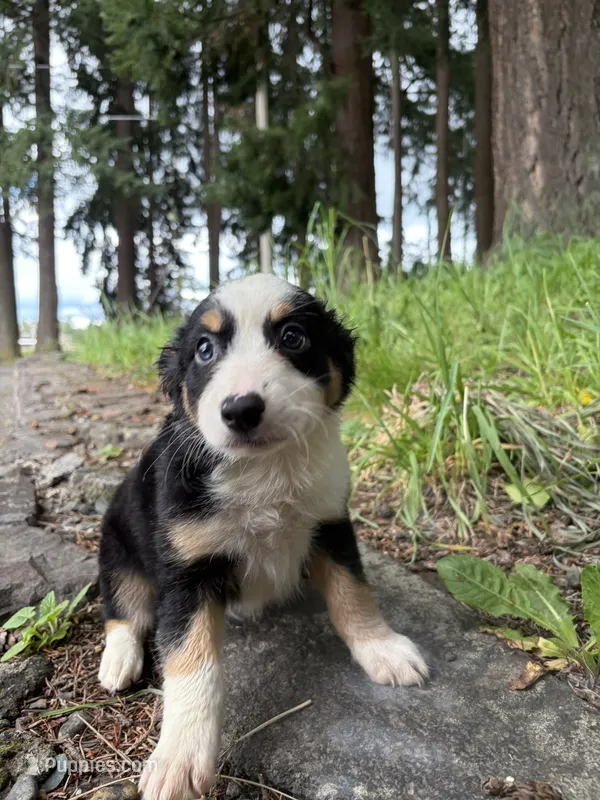 Boba Fettuccine  – Miniature Australian Shepherd puppy for sale in Tacoma, WA