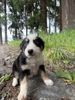 Boba Fettuccine , a male Miniature Australian Shepherd for sale in Tacoma, WA – 1 of 6