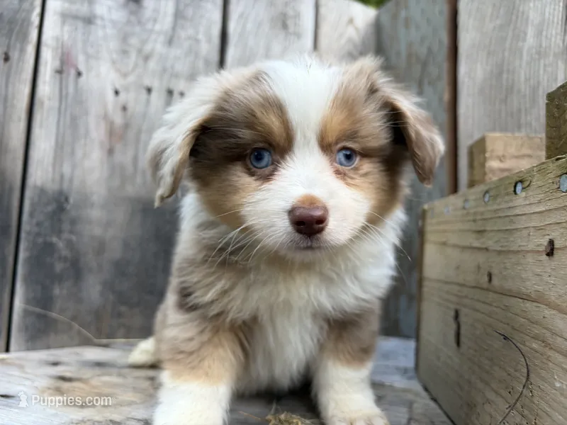 Finn – Miniature Australian Shepherd puppy for sale in Tacoma, WA