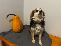 Claire, a female Toy Australian Shepherd for sale in Tacoma, WA – 3 of 7