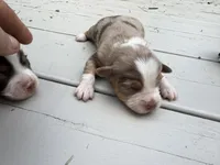 Captain, a male Miniature Australian Shepherd for sale in Tacoma, WA – 3 of 5