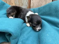 Legladon, a female Toy Australian Shepherd for sale in Tacoma, WA – 1 of 3
