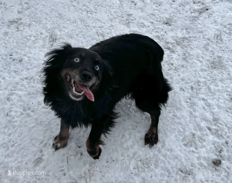 Beth – Miniature Australian Shepherd puppy for sale in Tacoma, WA