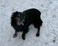 Beth, a female Miniature Australian Shepherd for sale in Tacoma, WA – 1 of 3