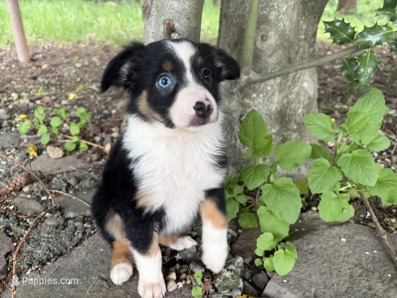 Ashoka – Miniature Australian Shepherd puppy for sale in Tacoma, WA