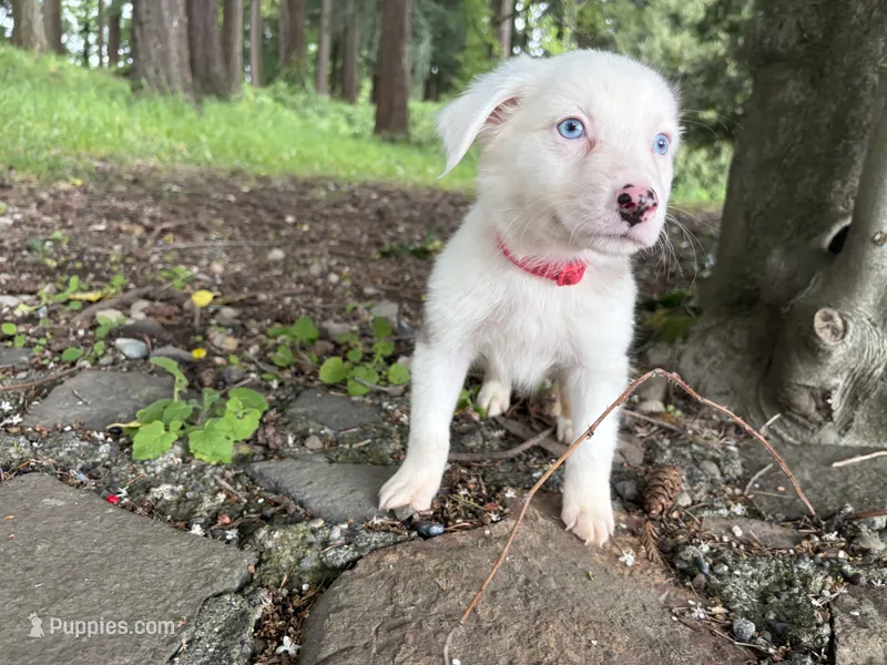 Vader – Miniature Australian Shepherd puppy for sale in Tacoma, WA