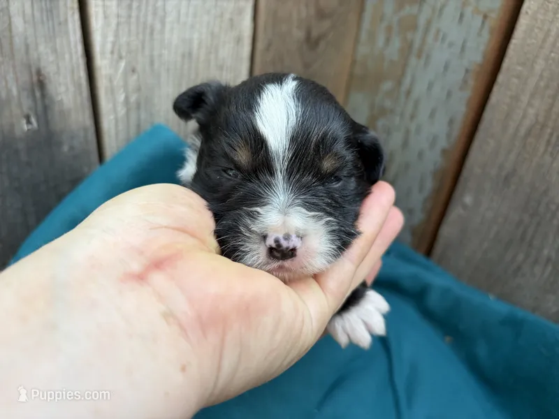 Louis Vuitton  – Miniature Australian Shepherd puppy for sale in Tacoma, WA