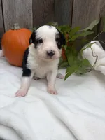 Bandit, a male Miniature Australian Shepherd for sale in Tacoma, WA – 3 of 5
