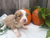 Gizmo, a male Miniature Australian Shepherd for sale in Tacoma, WA – 5 of 5