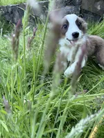 Jasper, a male Miniature Australian Shepherd for sale in Tacoma, WA – 1 of 10