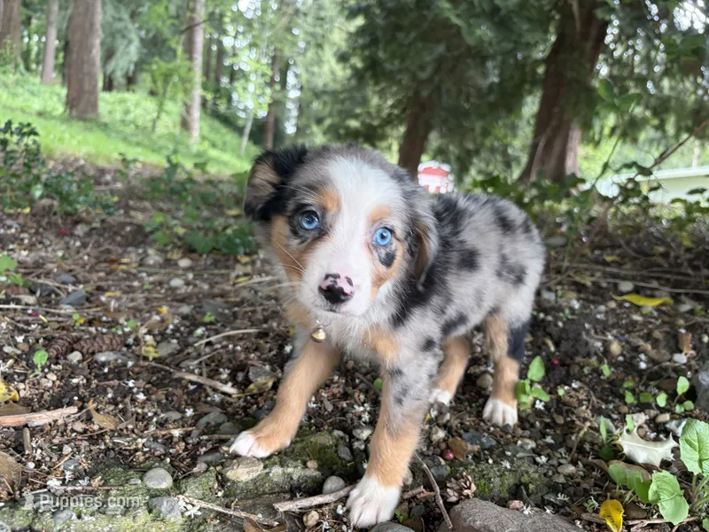 Leia – Miniature Australian Shepherd puppy for sale in Tacoma, WA