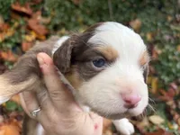 Kahlúa, a male Miniature Australian Shepherd for sale in Tacoma, WA – 2 of 4