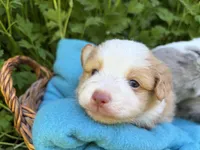 Sparkler, a male Toy Australian Shepherd for sale in Tacoma, WA – 2 of 5