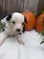 Zombie, a male Miniature Australian Shepherd for sale in Tacoma, WA – 2 of 4